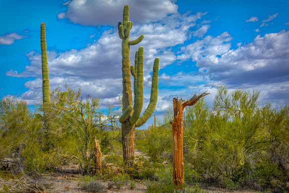 Saguaro in the Sonoran Desert