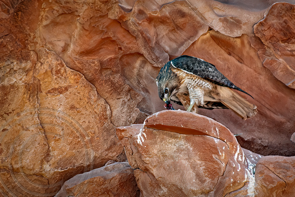 Hawk eating-Valley of Fire-Nevada-5-18-2007 (1 of 1)