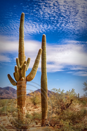 Two Saguaro Cactus-Sonoran Desert-1