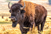 Buffalo in Yellowstone 2