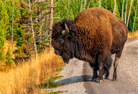 Buffalo in Yellowstone 1