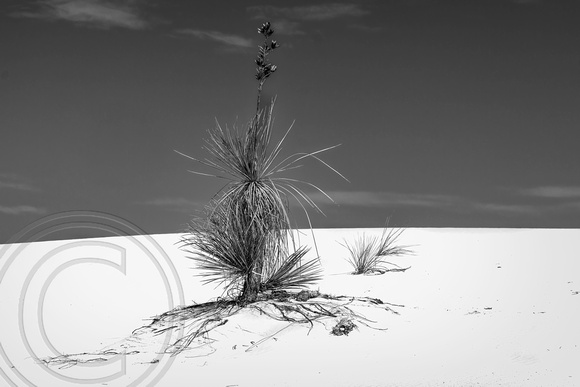 Yucca White Sands Landscape 9-30-2022