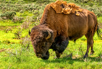 Buffalo shedding winter coat-1
