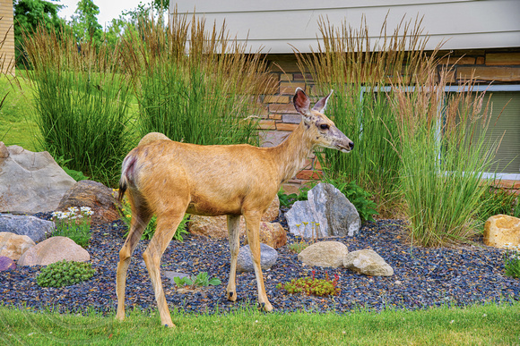 Deer in front of my house-Billings MT-7-10-2022