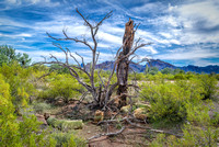 Dead Saguaro-Sonoran Desert AZ-2-16-2014