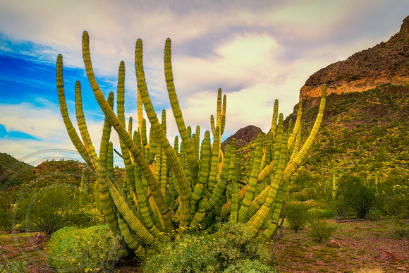 Organ Pipe Cactus AZ-2-16-2014