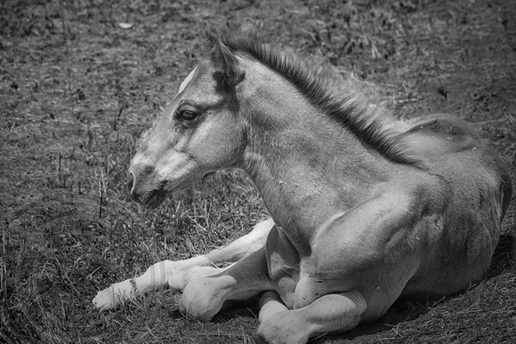 Horse Laying Down-Montana-7-29-2014-BW