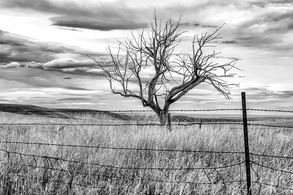Dead Tree Behind Fence-Montana-10-14-2016