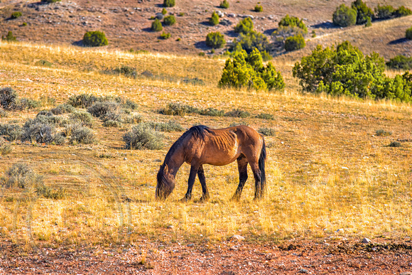 Wild Horse in the Pryor Mountain Wilderness-Montana-3-28-2015