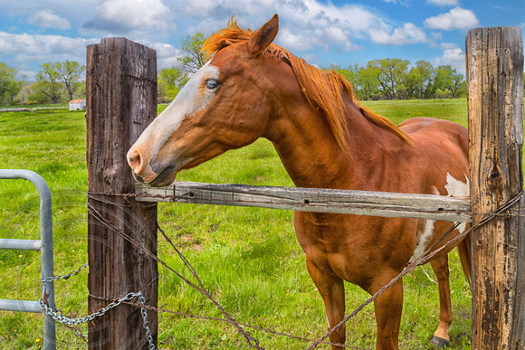 Horse in a field -Montana-5-23-2019