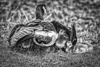 Canada Goose and goslings-Billings MT-Riverfront-5-9-2019-bw