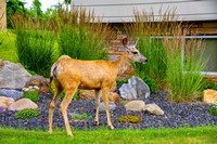 Deer on my front lawn