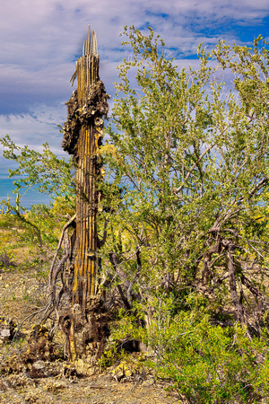 Dead Saguaro-Sonoran Desert, AZ-2-23-2014-