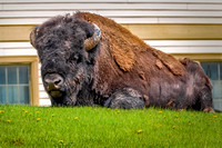 Buffalo Resting- Mammoth