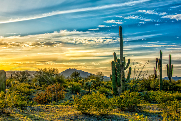 Golden Hour Landscape-Sonoran Desert, AZ-3-11-2014