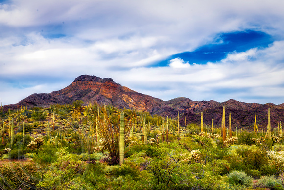 Sonoran Desert Landscape-AZ-2-16-2014