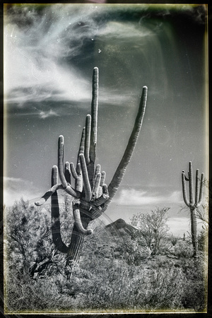 Saguaros in the Sonoran Desert-AZ-2-26-2014-vintage