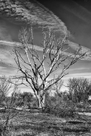 Dead Cottonwood Tree