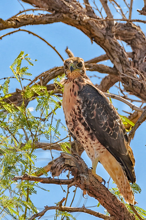 Red Tailed Hawk in AZ