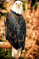 Bald Eagle Abstract