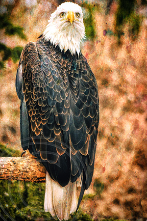 Bald Eagle Abstract