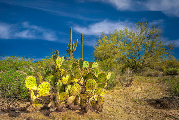 Prickly Pear Cactus  in the Sonoran Desert-AZ-2-26-2014