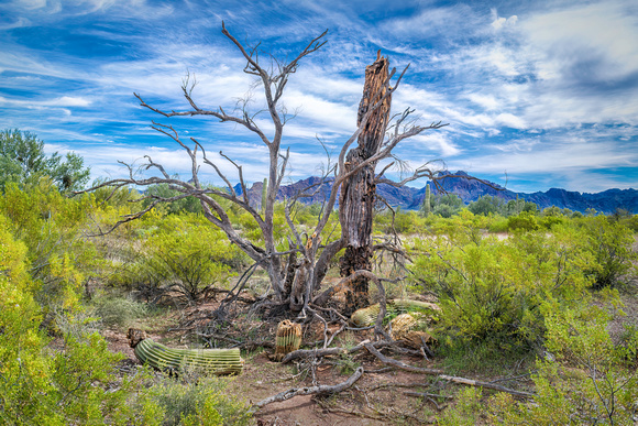 Sonoran Desert Landscape-Arizona-2-16-2014