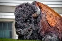Buffalo Portrait-Mammoth