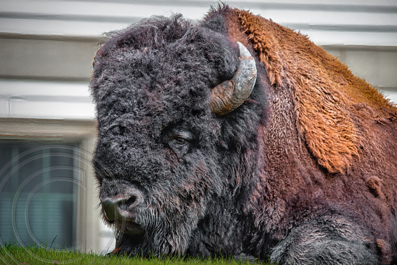 Buffalo Portrait-Mammoth