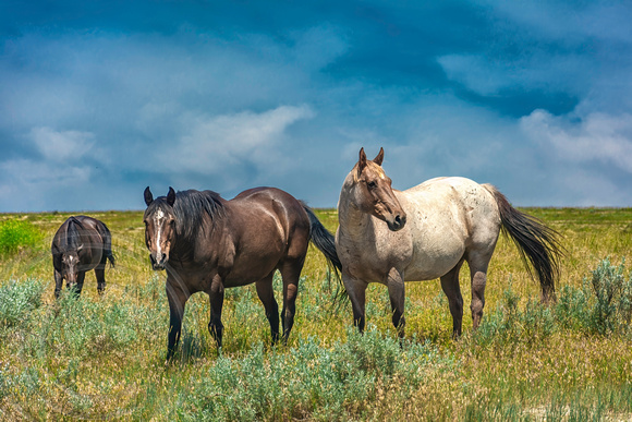 Horses on the Range-Montana-7-05-2014