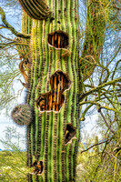Saguaro with Holes-Arizona-2-21-2014_
