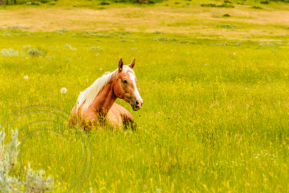 Horse laying in grass
