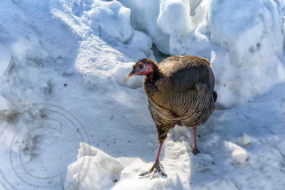 Wild Turkey-