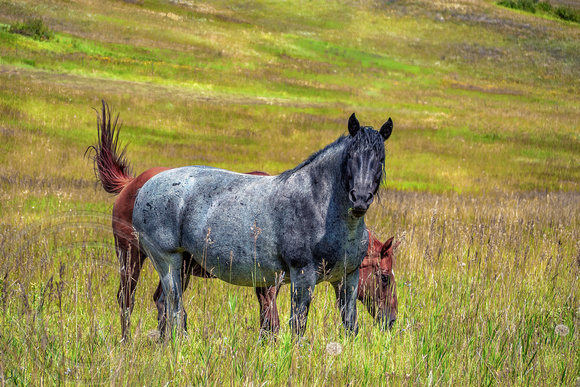 Horses Grazing-Luther Trip-Montana=8-07-2023