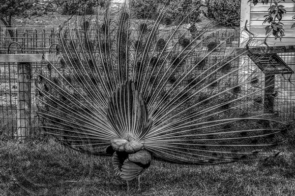 Peacock's Backside