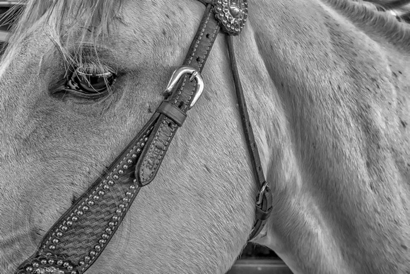 Horse Close up
