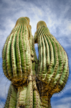 Saguaro arms