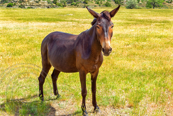 Mule in a field