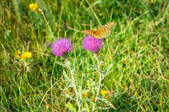 Butterfly on Canadian Thistle