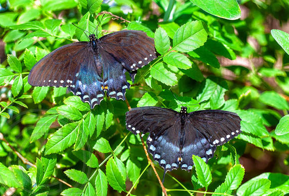 Butterflies-Tuscon AZ