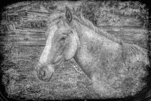Horse Portrait b&w