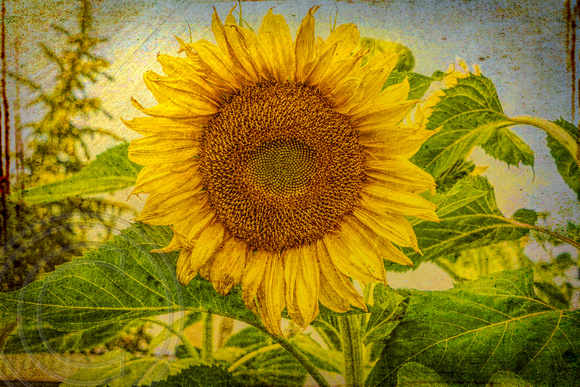 Textured Sun Flower