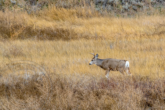White Tail Buck