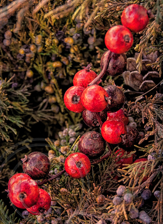 Holiday Berries