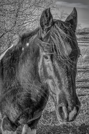 Horse profile b&w