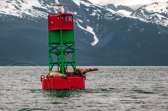 Seals on Buoy