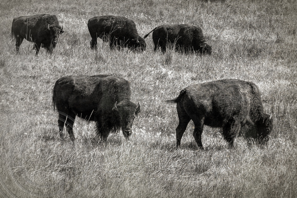 Buffalo Grazing