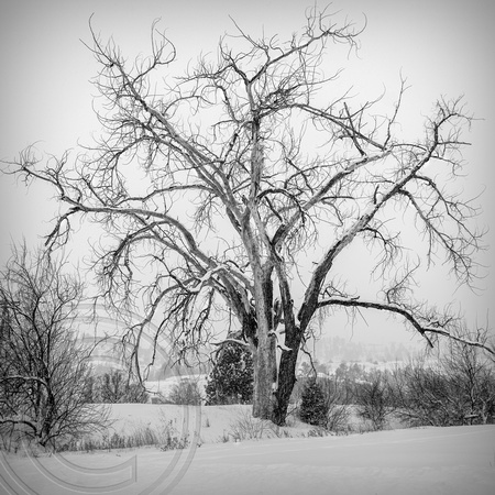 Dead Cottonwood in Winter