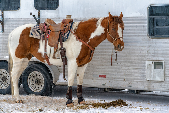 Horse, Saddle and stock trailer