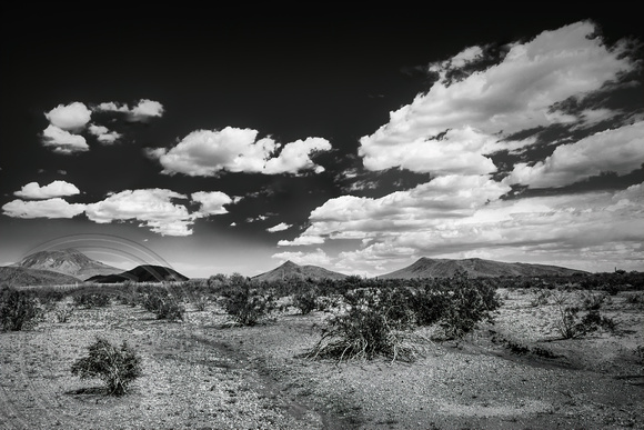 Sonoran Desert Landscape B&W